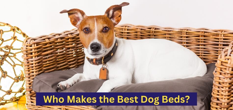 Who Makes the Best Dog Beds